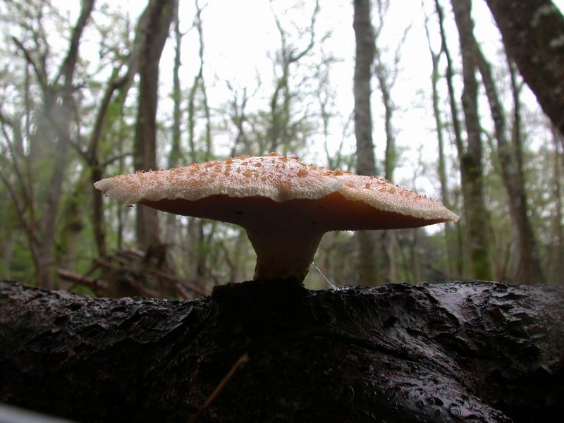 Polyporus forquignoni ?